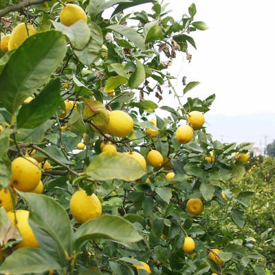 ふるさと納税 松山市 希望の島 レモン 3kg 愛媛 中島産 |  | 02