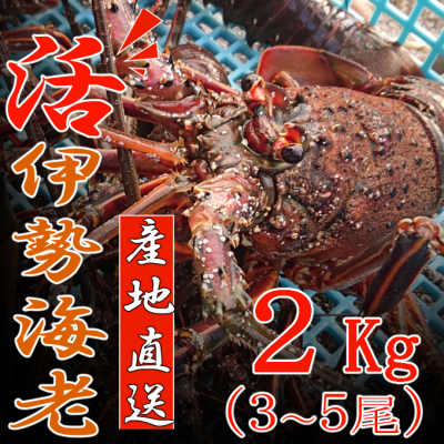 【漁師直送】 活き 伊勢海老 2㎏以上 （ 3～5尾、4～5人前 ）  産地直送 ふるさと納税 室戸 高知 海鮮 魚介類 お正月 お祝い イセエビ【捌き方レシピ・軍手付き】