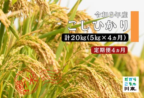 150259【令和6年産／お米定期便／4ヵ月】しまね川本こしひかり5kg(計20kg）