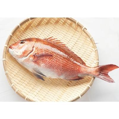 ふるさと納税 須崎市 乙女鯛炙り藁焼きタタキ風皮付き皮無し半半セット |  | 01