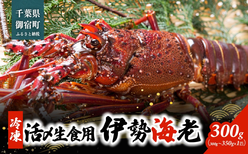 
                  活〆生食用伊勢海老（冷凍）300g（300～350g）×1匹  ONJB038
                