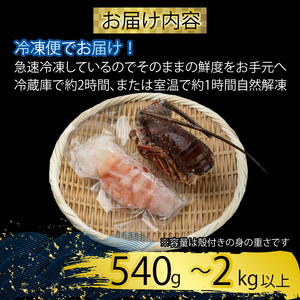 でっかい天然伊勢海老  刺身用 540g以上 冷凍 伊勢海老 伊勢海老 伊勢海老 伊勢海老 IKY098