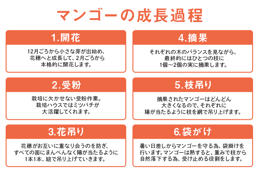 【2026年発送】沖縄県知事賞４度受賞（サンフルーツ糸満）マンゴー　秀品　2kg