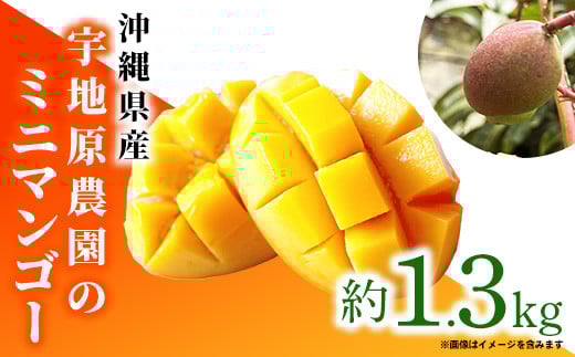 
            【2025年発送】宇地原農園の沖縄県産 ミニマンゴー 約1.3kg - 不揃い ミニサイズ 沖縄 マンゴー 甘い 凝縮 美味しい ジューシー 国産 沖縄県 八重瀬町
          