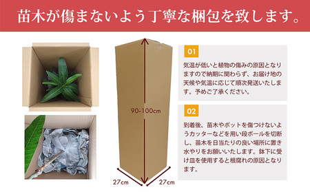 アップルマンゴー苗木1本(アーウィン種) アップル マンゴー 苗 お祝い アーウィン種 アーウィン 苗木 果物 果実 育てやすい インテリア 鉢植え 観葉植物 植物 観賞用 グリーン ギフト 贈り物 