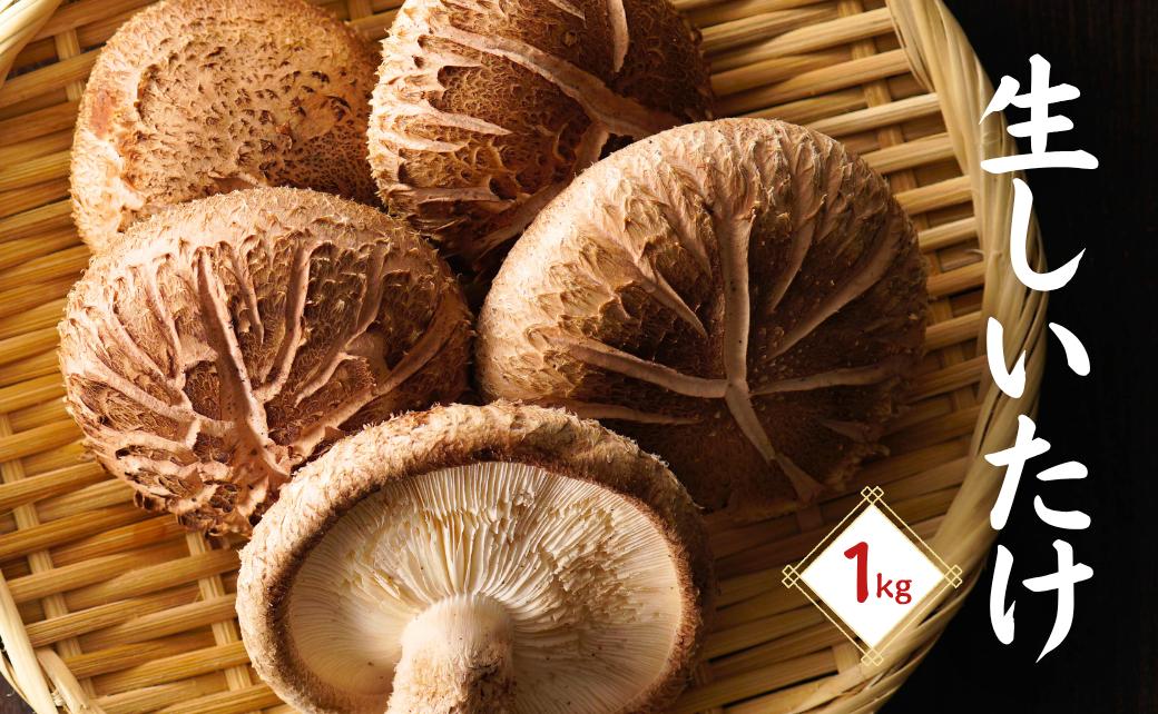 
            大分県産 しいたけ 津久見で育てた肉厚生しいたけ 1㎏　|　津久見市 椎茸 菌床しいたけ きのこ 冷蔵 国産 産地直送
          