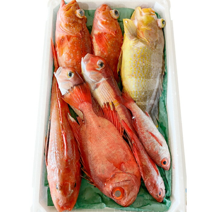 【ふるさと納税】鮮魚 約5kg 定期便 12回 月1回 冷蔵 旬 魚 さかな セット 天然 天然魚 新鮮 地魚 産地直送 水揚げ次第発送 おまかせ セット 詰め合わせ お取り寄せ 大田市 和江漁港