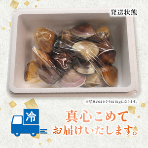 ≪千葉ブランド水産物認定品≫ 活け はまぐり 約1.6kg 【 はまぐり 】
