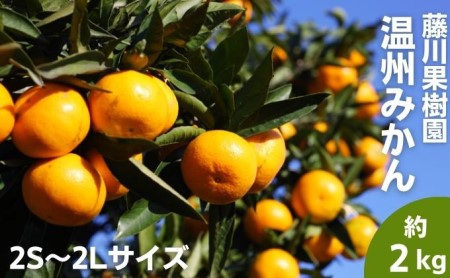 みかん フジカワ温州 極早生 食べきりサイズ みかん【約2kg】【先行予約】