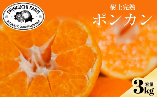 【先行受付】【産地直送】五代目が厳選したポンカン 3kg 愛媛県産【C70-64】【1614988】 YWTK064
