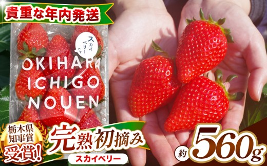 【先行予約】[数量限定] 貴重な12月発送！大粒「初摘み スカイベリー」 280g×2P