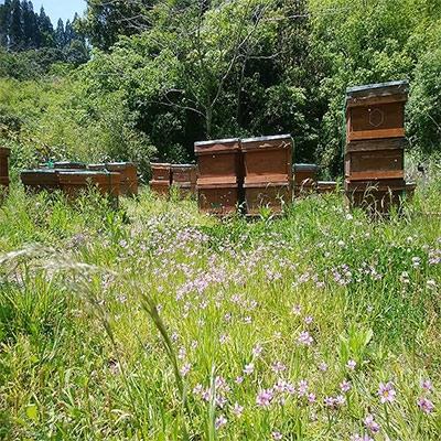 ふるさと納税 宮崎市 2025年産【希少!宮崎産非加熱ハチミツ】2種セット　ブォンミエーレ春のはちみつ160g×2 |  | 03