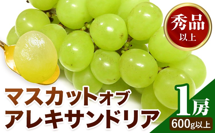 【2027年先行予約】マスカット オブ アレキサンドリア 1房(1房600g以上) 秀品以上 化粧箱入 株式会社山博(中本青果)《2027年7月中旬-8月中旬頃出荷》岡山県 笠岡市 ぶどう マスカット 秀品 果物 送料無料【配送不可地域あり】---Y-29---