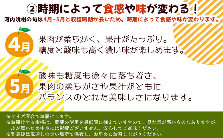 ＜【4月発送】旬をお届け！河内晩柑 約6kg＞ みかん ミカン 蜜柑 果物 柑橘類 果実 オレンジ フルーツ かわちばんかん カワチバンカン 特産品 明浜産 二ノ宮商事 愛媛県 西予市