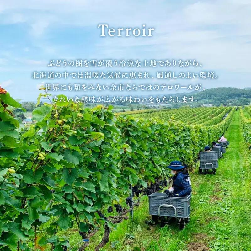 【数量限定】 ヨイチヌーヴォー レジェント 2023 【キャメルファーム】 余市 北海道 ワイン 赤ワイン ヌーヴォー ヌーボ 国産 キャメル カルディ おすすめワイン 余市のワイン 北海道のワイン 