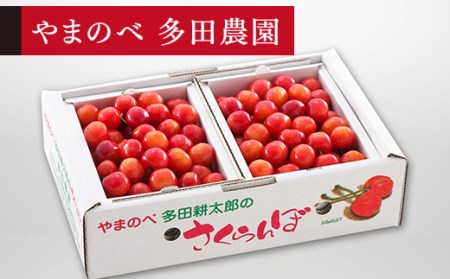 ≪2025年 先行予約≫さくらんぼ 佐藤錦 バラ詰 Lサイズ 1kg (500g×2)「やまのべ多田農園」 F2Y-1374