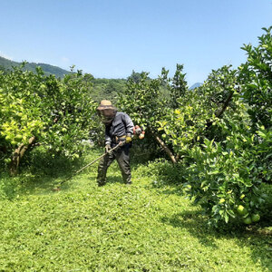 【先行予約】本場、高知県土佐市産！土佐水谷農園の露地土佐文旦 家庭用10キロ 10kg 大小混合（L～上限なし：16玉前後）〈2027年1月20日～発送〉 訳あり 文旦 柑橘 フルーツ【土佐水谷農園】