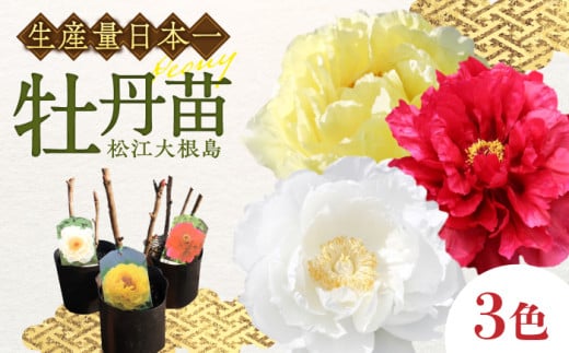 松江大根島牡丹苗(3色セット) 島根県松江市/島根県農業協同組合くにびき地区本部 [ALBC002]｜ボタン ぼたん 花 鉢植え 植物 贈り物 庭 ガーデニング 観葉植物 苗 松江市 まつえ
