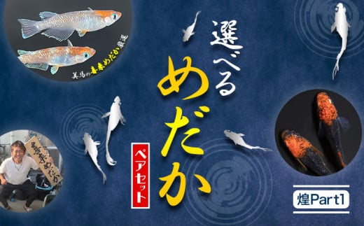 【配送不可地域あり】めだか ペアセット 煌Part１ 《30日以内に出荷予定(土日祝除く)》喜来めだか 徳島県 美馬市 めだか 生き物 旧喜来小学校 改良めだか専門店 鑑賞用