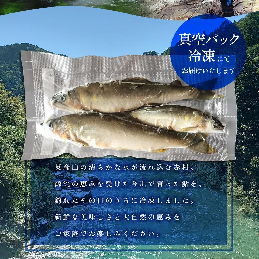 冷凍鮎　約500g 鮎 川魚  3E5