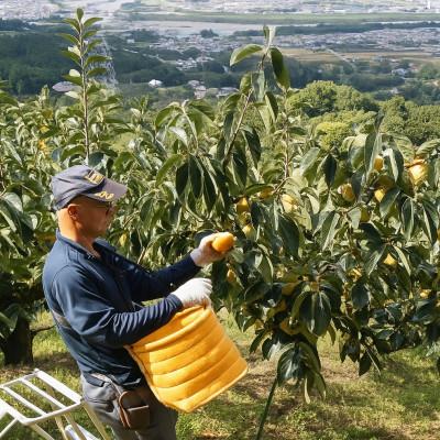 ふるさと納税 橋本市 【先行受付】柳フルーツ園の訳ありたねなし柿7.5kg |  | 01