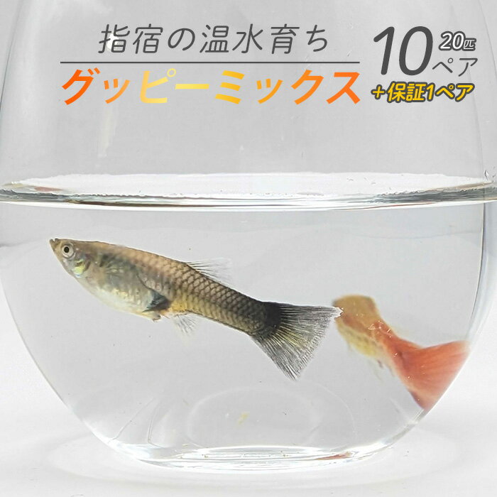 【ふるさと納税】【10営業日以内に発送】【温水育ち】グッピーミックス20匹(10ペア) ※北海道・沖縄・離島配送不可※ グッピー 生体 ミックス 熱帯魚 飼育 ペット 生き物 魚 初心者 観賞魚 水槽 アクアリウム【otofarm】