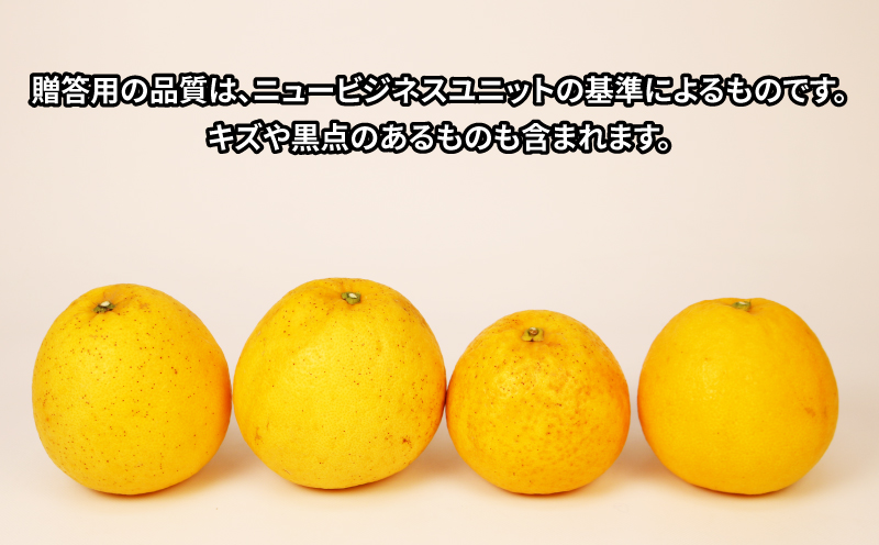 河内晩柑 贈答用 8.5kg 23～26玉 サイズ ミックス 不揃い 玉津みかん ニュービジネスユニット 先行予約 晩柑 かわちばんかん 和製 グレープフルーツ 高級 ギフト 贈答品 果物 フルーツ 