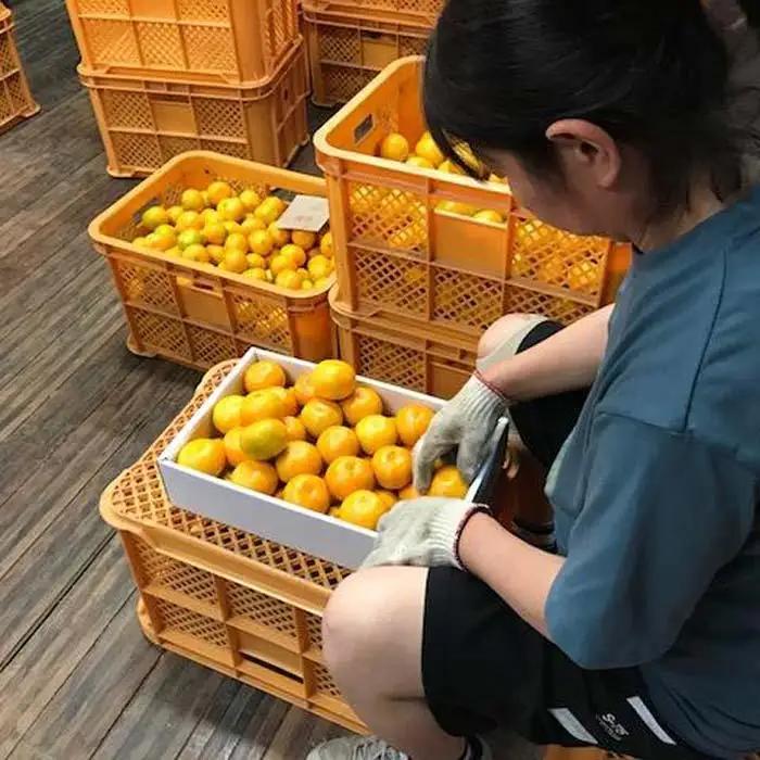 極早生 有田 みかん 化粧箱 小箱 特秀 M サイズ 20玉入 南泰園 和歌山 有田みかん