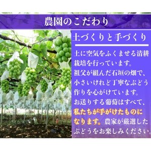 【2026年先行予約】シャインマスカット 1房 800g 小さな農家のこだわりシャイン【配送不可地域：離島】【1699610】