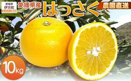 【栽培期間中農薬不使用】【先行受付】【数量限定】農園直送！愛媛県産 はっさく 10kg （2026年2月下旬頃より順次発送） 【 ふるさと納税 人気 おすすめ ランキング 柑橘 みかん ミカン 蜜柑 はっさく フルーツ 果物 産地直送 ギフト 贈り物 栽培期間中農薬不使用 木野本農園 愛媛県産 愛媛県 伊方町 送料無料 】 IKTG024
