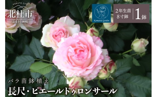 
                  【2026年7月発送】バラ苗鉢植え「長尺・ピエールドゥロンサール」　バラ 苗 鉢植え 弱い返り咲き  8寸鉢 2年生苗  ガーデニング 母の日 父の日
                