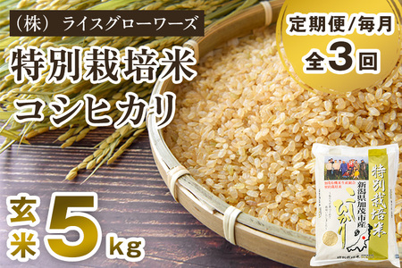 【令和8年産新米先行予約】【定期便3回毎月お届け】新潟県加茂市産 特別栽培米コシヒカリ 玄米5kg《10月上旬～順次出荷》 従来品種コシヒカリ （株）ライスグローワーズ
