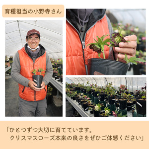 2026年 2月 ～ 3月 発送予定 クリスマスローズ シングル 1鉢 ダブル 2鉢 【百花 -MoKa-】 花 フラワー 苗 ポット クリスマス ローズ ヘレボルス 植物 観葉植物 八重咲 八重咲き