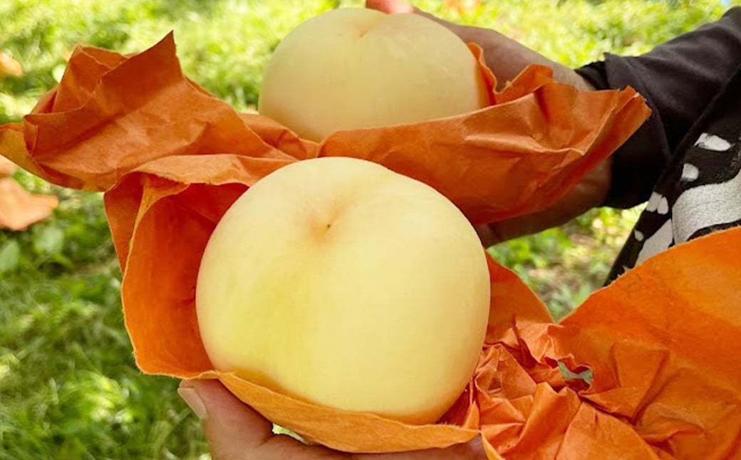 【先行予約】 とろける果肉とたっぷり果汁の岡山の白桃・おかやま夢白桃 2kg箱（約5個～9個）