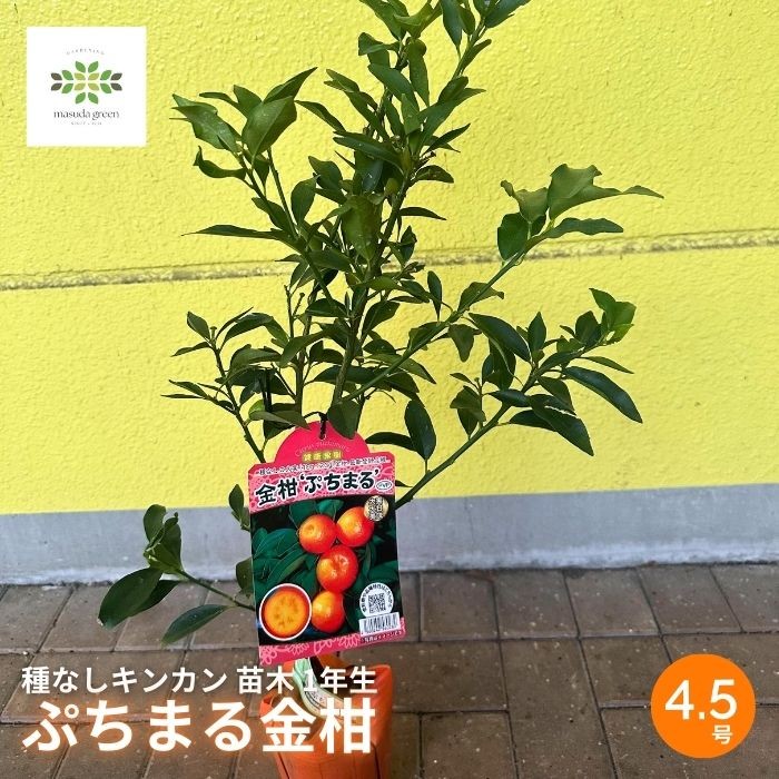 
            【先行予約】 種なしキンカン 苗木 ぷちまる 金柑 1年生 4.5号 ロングポット 果樹苗 家庭菜園 植物 果物 くだもの 2025年10月より発送 オンライン決済限定 静岡県 藤枝市 [40109226]
          