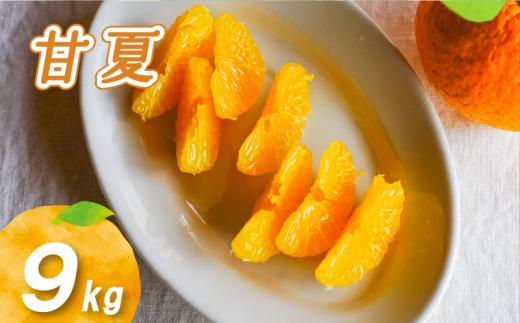 【2027年3月下旬頃より順次発送】農薬不使用 甘夏 9kg | 数量選択可 みかん ミカン 蜜柑 柑橘 数量限定 愛媛県産 松山市 中島 愛媛