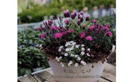季節のおまかせ寄せ植え【3月～12月出荷予定】