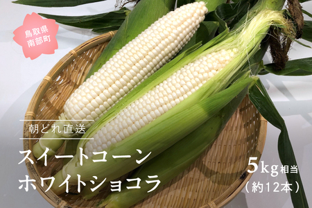 南部町産 朝採れスイートコーン（ホワイト種）5kg箱  2026年収穫分＜数量限定＞【先行予約】
