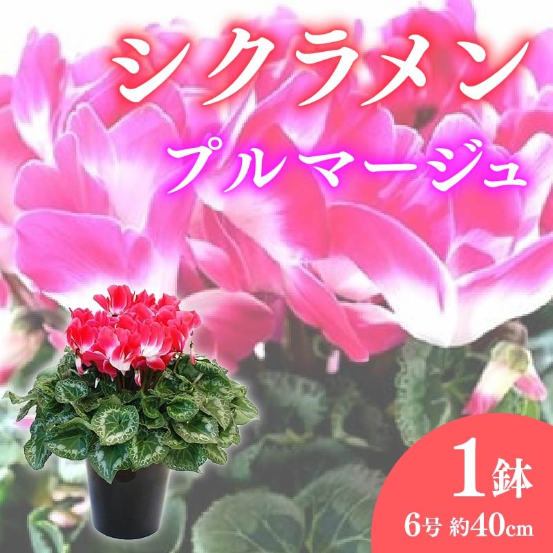 
            【先行予約】 花 シクラメン 鉢植え 複色系 6号 高級感 溢れる プルマージュ 冬 季節 ガーデン ガーデニング 庭 贈答 プレゼント ギフト 植物 2025年12月初旬より発送開始 オンライン決済限定  [4565563]
          