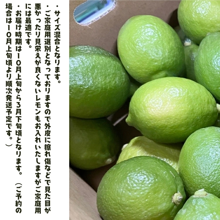 【先行予約】紀州 和歌山 ご家庭用 有田 レモン 1.5kg+200g(傷み補償分)【防腐剤・ワックス不使用】 / 檸檬 くだもの 果実 柑橘 ※2026年９月下旬～2027年2月上旬頃に順次発送 ※