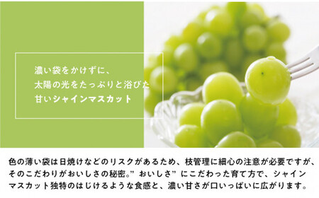 【2026年先行予約】葡萄1房お試し４回便（ボッケーネ・ピオーネ・シャインマスカット・紫苑）(定期便) (岡山県産)【KF-T003-01】