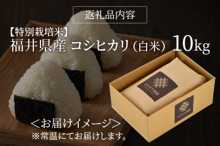 【令和5年産】【特別栽培米】福井県産 コシヒカリ 10kg ～化学肥料にたよらない有機肥料100%～ ネオニコフリー （白米）[A-13405_01]