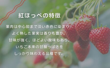 こまつイチゴ 紅ほっぺ 【 4パック（約1kg）】苺 べにほっぺ | 石川県 小松市 JAあぐり