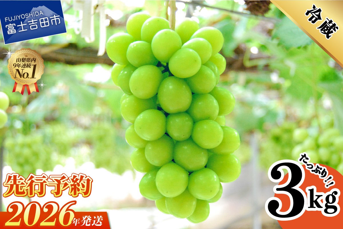 【2025年先行予約】山梨県産シャインマスカット3kg フルーツ 山梨県産 果物 旬 高級 先行予約 2025年 ぶどう 山梨 富士吉田市