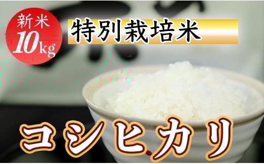 
            令和７年産 (精白米)　特別栽培米　こしひかり10kg
          
