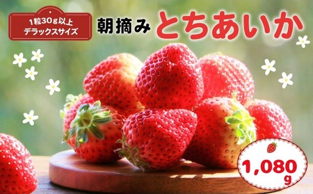 【先行予約】那珂川町産とちあいか 270ｇ×4Ｐ | 2025年 2026年 先行予約 苺 イチゴ 大粒 甘い 贈答用 数量限定 果物 フルーツデザート 人気 贅沢 たっぷり 大容量 朝採れ当日発送 栃木県 那珂川町 送料無料