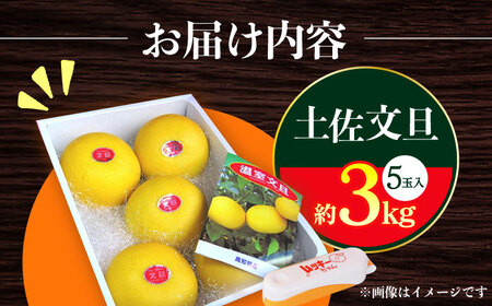 【先行予約】南国高知温室土佐文旦 約3kg 5玉〈2025年11月中旬～2026年2月中旬頃発送〉/ 文旦 ぶんたん フルーツ 果物 3キロ 高知県〈2024年11月から発送〉 【フルーツショップオザ