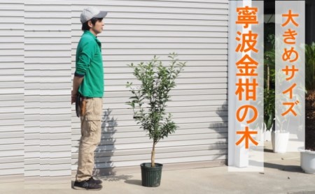 鉢植え 寧波金柑の木 大きめサイズ 1本 配送不可 北海道 沖縄 離島 インテリア ガーデニング 丈夫 育てやすい 甘み 強い 香り 受粉樹 不必要 地植え 白い花 