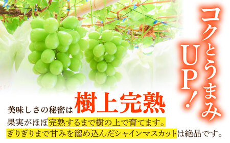 【ご家庭用】シャインマスカット 2㎏前後（4～5房） 長与町/果豊園[ECL012] しゃいんますかっと シャインマスカット 先行予約 あまいシャインマスカット 2026予約 大粒 1.2kg 果物 