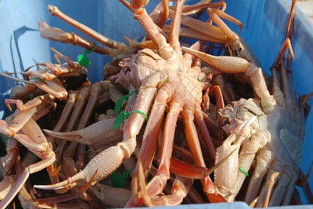 幻の松葉ガニ＜ボイルズワイガニ＞京丹後市産 茹で間人蟹 【厳選】 中大サイズ　taizakani800　2匹入り　茹で松葉ガニ・ボイル松葉ガニ